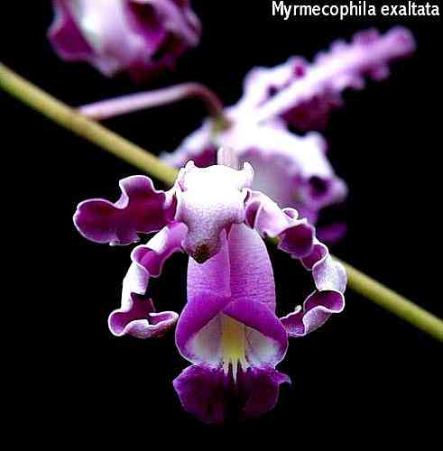Myrmecophila exaltata